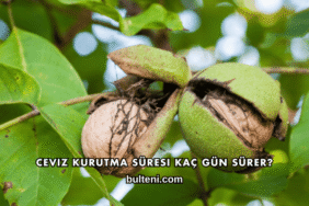 Ceviz Kurutma Süresi Kaç Gün Sürer?