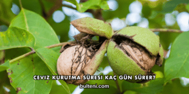 Ceviz Kurutma Süresi Kaç Gün Sürer?