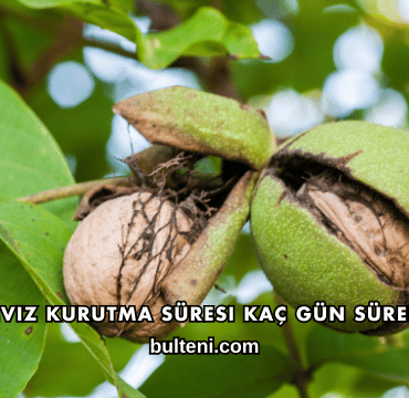 Ceviz Kurutma Süresi Kaç Gün Sürer?