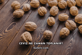 Ceviz Ne Zaman Toplanır?