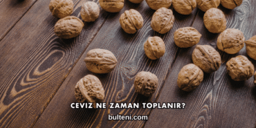Ceviz Ne Zaman Toplanır?