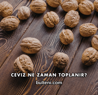 Ceviz Ne Zaman Toplanır?