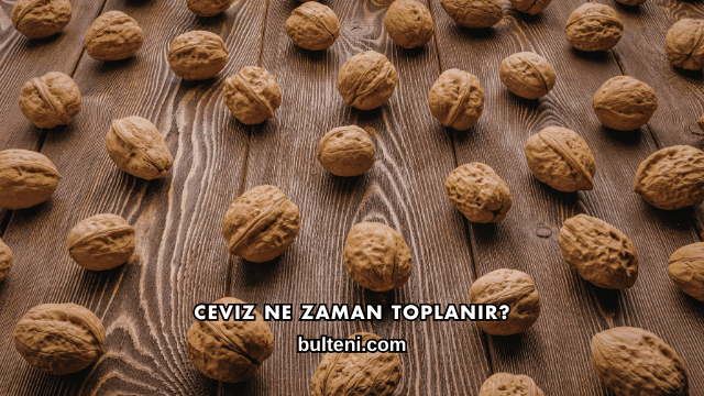 Ceviz Ne Zaman Toplanır?