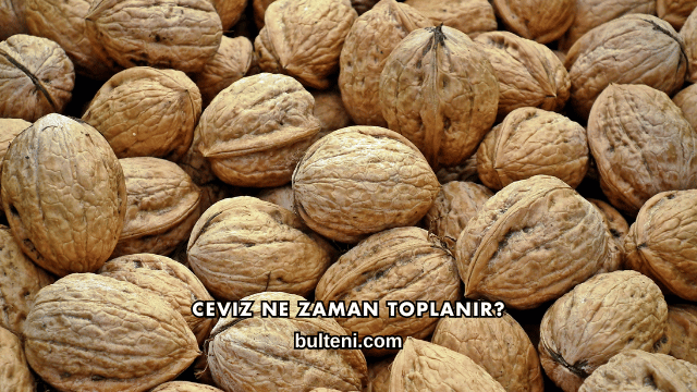 Ceviz Ne Zaman Toplanır?