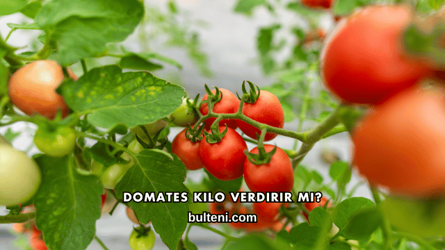 Domates Kilo Verdirir mi?