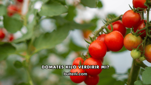 Domates Kilo Verdirir mi?